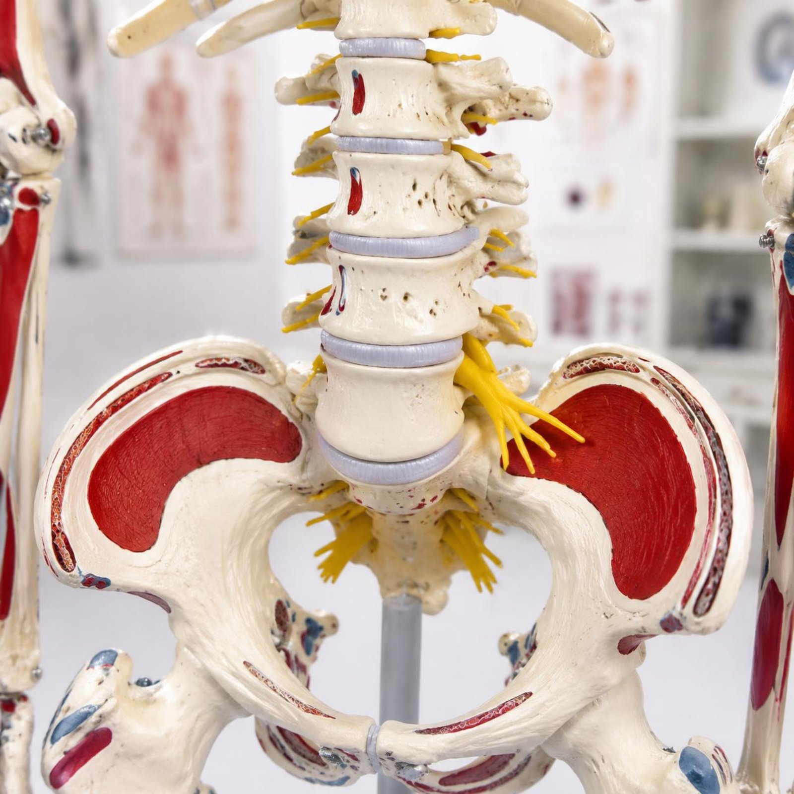 Flexible Spine Skeleton Model  - Medical Lab Research 评论和价格